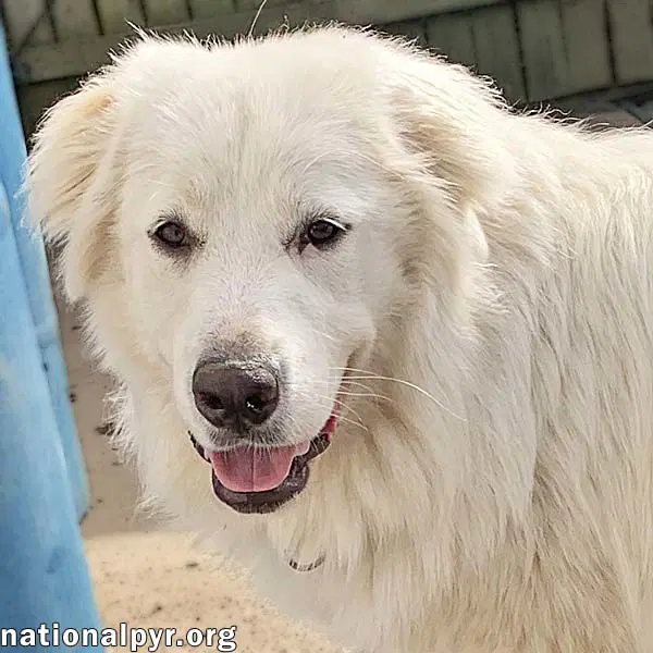 Amaya In Ky - Loves To Be With Her People - Great Pyrenees