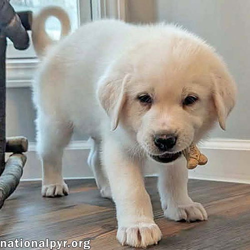 picture of the dog needing adoption