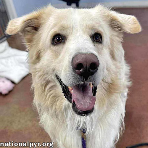 Kumo in IL - Enthusiastic About Play & Pets! — thumbnail 4