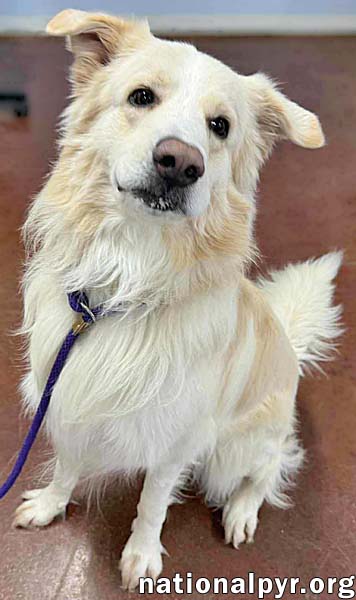Kumo in IL - Enthusiastic About Play & Pets! — thumbnail 5