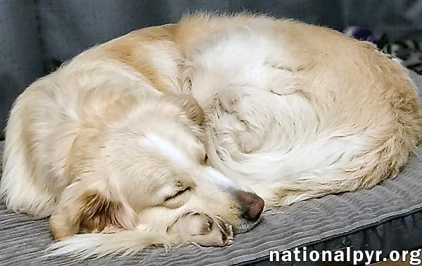 Kumo in IL - Enthusiastic About Play & Pets!