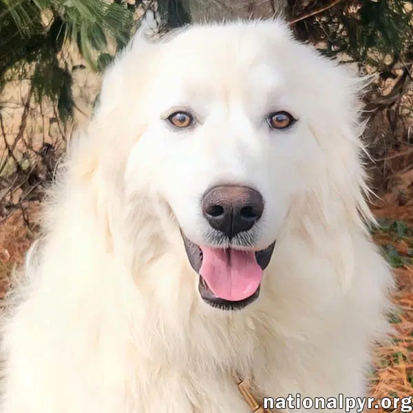 Kami In Ky - Sweet  Playful - Great Pyrenees