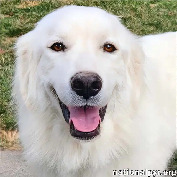 Kami In Ky - Sweet  Playful - Great Pyrenees