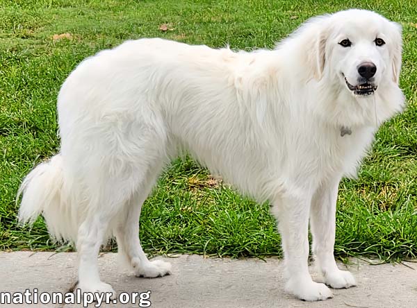 Kami in KY - Sweet & Playful!, photo 3