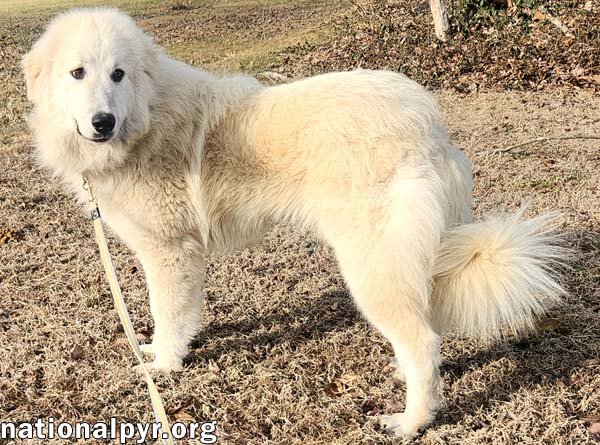 Krissa in KY - Loves Toys!
