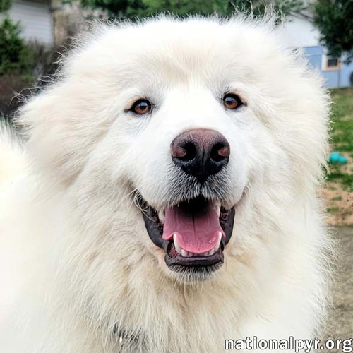 Perry in KY - Independent & Deeply Affectionate!, an adoptable Great Pyrenees in Beacon, NY
