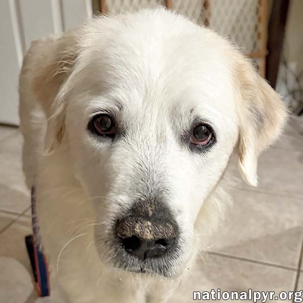 Heidi in FL - Sweet, Gentle & Quiet! Image