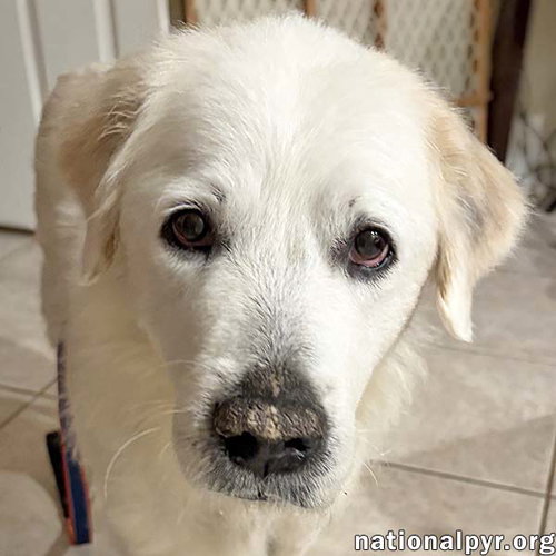 picture of the dog needing adoption