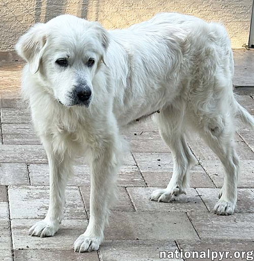 Heidi in FL - Sweet, Gentle & Quiet! — thumbnail 6