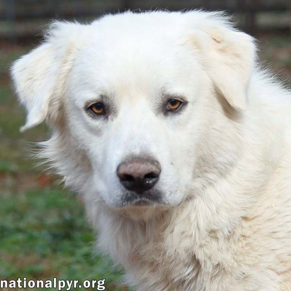 Wyatt in TN - Loves Rump Scratches! Image