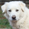 Wyatt in TN - Loves Rump Scratches! - Photo 1