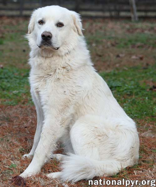 WYATT IN TN - LOVES RUMP SCRATCHES! - Great Pyrenees available for adoption