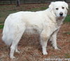 Wyatt in TN - Loves Rump Scratches! - Photo 3