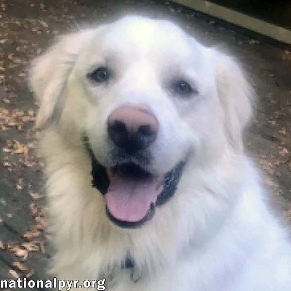 Wyatt in CT - Loves Rump Scratches!