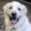 Wyatt in CT - Loves Rump Scratches! - Photo 1