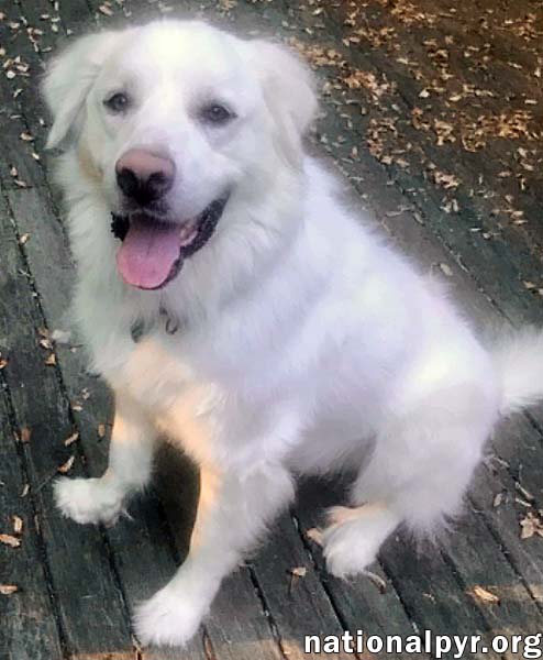 WYATT IN CT - LOVES RUMP SCRATCHES! - Great Pyrenees available for adoption