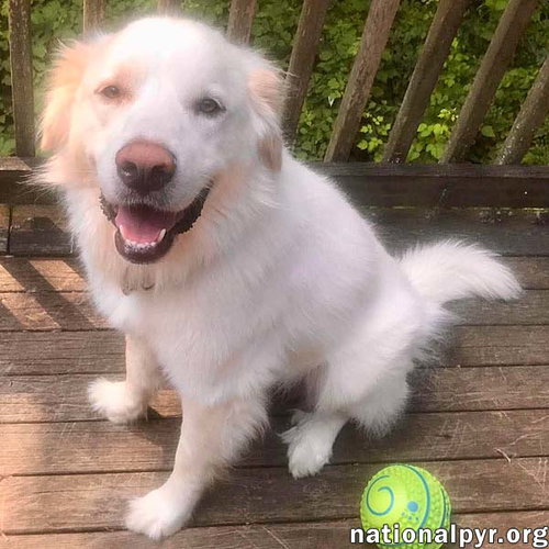 WYATT IN CT - LOVES RUMP SCRATCHES!
