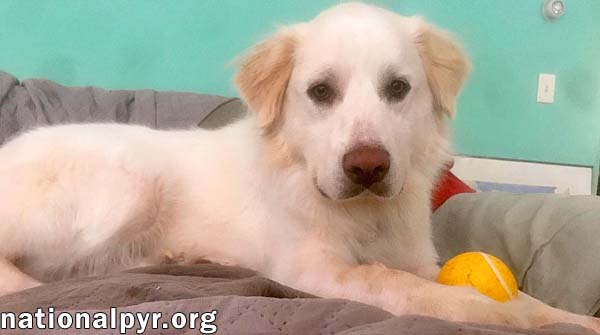 Wyatt in CT - Loves Rump Scratches!