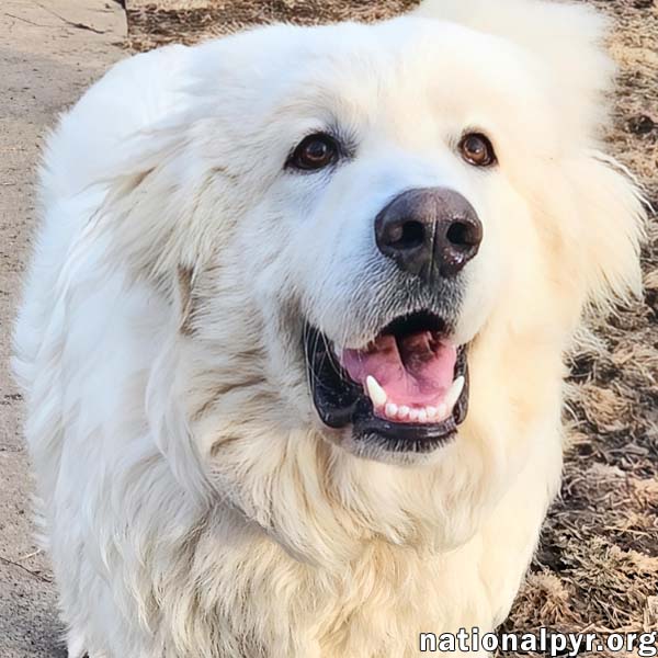 Barney in KY - The King Of Play With Other Dogs! Image