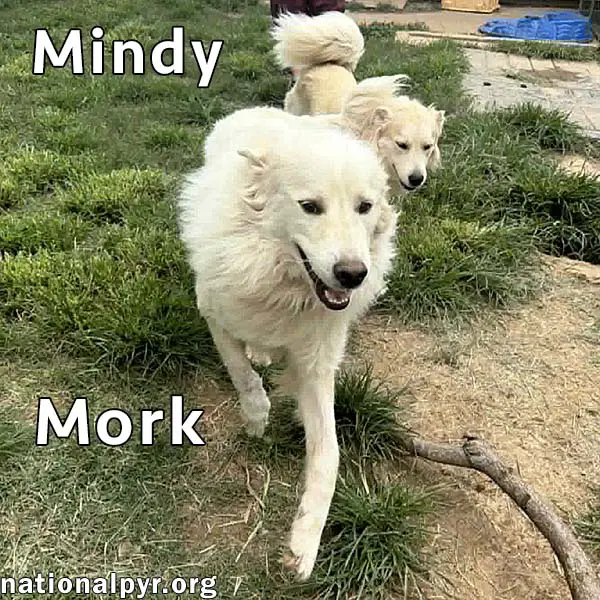 Mork  Mindy In Tn - Super Affectionate Duo image 1