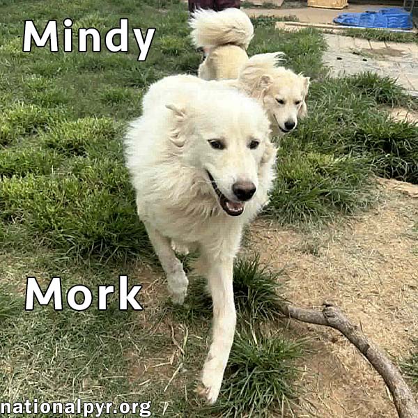 Mork  Mindy In Tn - Super Affectionate Duo