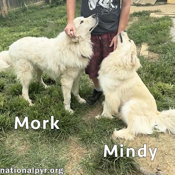 Mork & Mindy in IN - Super Affectionate Duo!