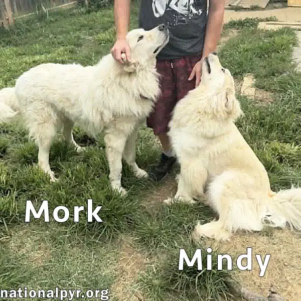 Mork  Mindy In Tn - Super Affectionate Duo image 2