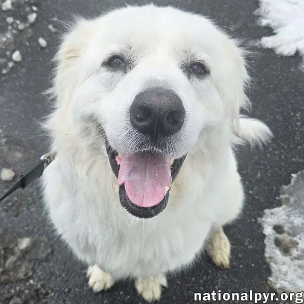 Gus In Nj - Devoted Guardian Angel - Great Pyrenees