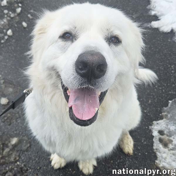Gus In Nj - Devoted Guardian Angel