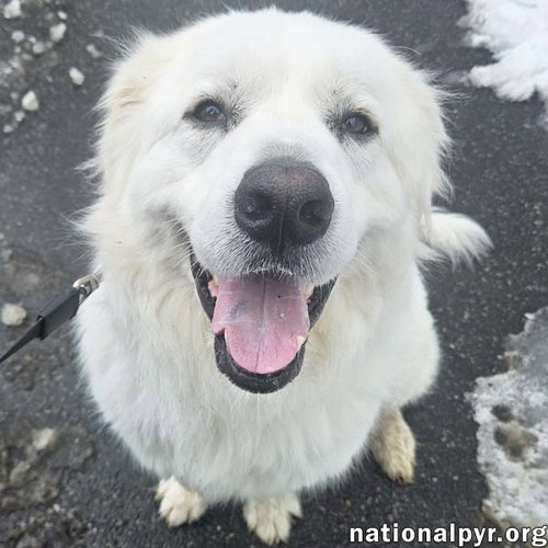Gus in NJ - Devoted Guardian Angel!, an adoptable Great Pyrenees in Beacon, NY