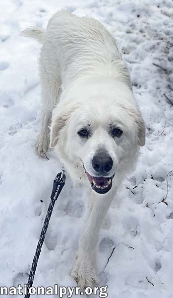 Gus in NJ - Devoted Guardian Angel!