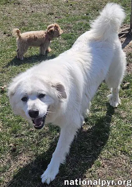 Gus In Nj - Devoted Guardian Angel image 2