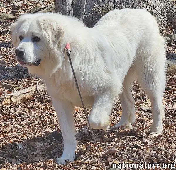 Gus In Nj - Devoted Guardian Angel image 3