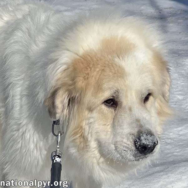 Leon in NJ - Loves To Bounce In The Snow! Image