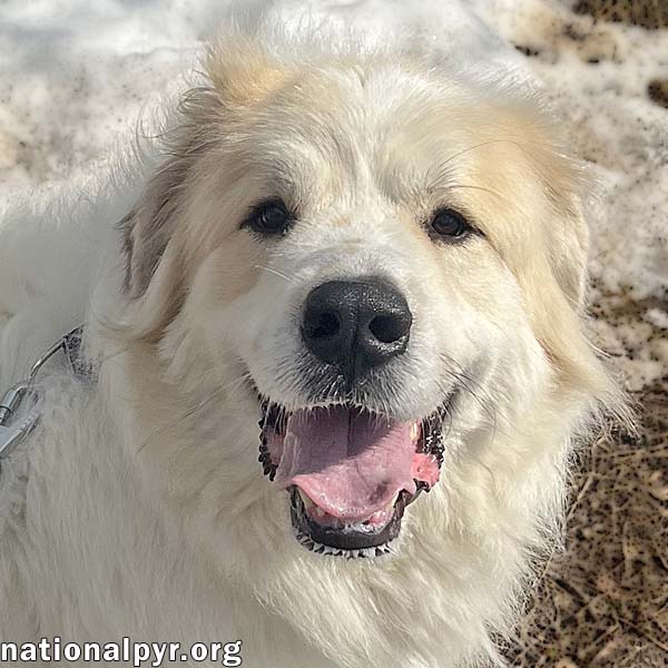 Leon in NJ - Loves To Bounce In The Snow!