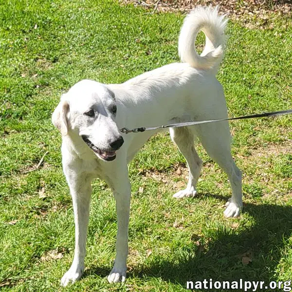 Lady In La - Sweet Sassy  Playful - Great Pyrenees