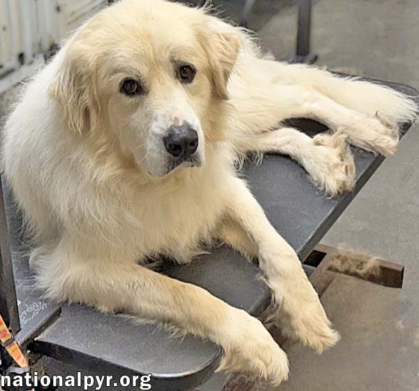 Eaton in TN - Has Dancing Paws At Playtime!