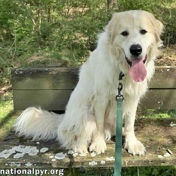 Eaton in TN - Has Dancing Paws At Playtime!
