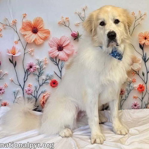 Eaton in TN - Has Dancing Paws At Playtime!