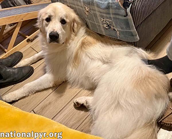 Eaton in TN - Has Dancing Paws At Playtime!