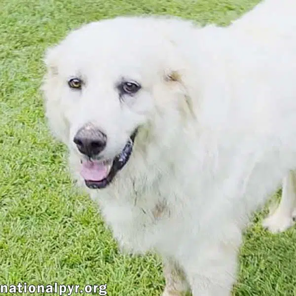 James In Al - Gives Boops For Attention - Great Pyrenees