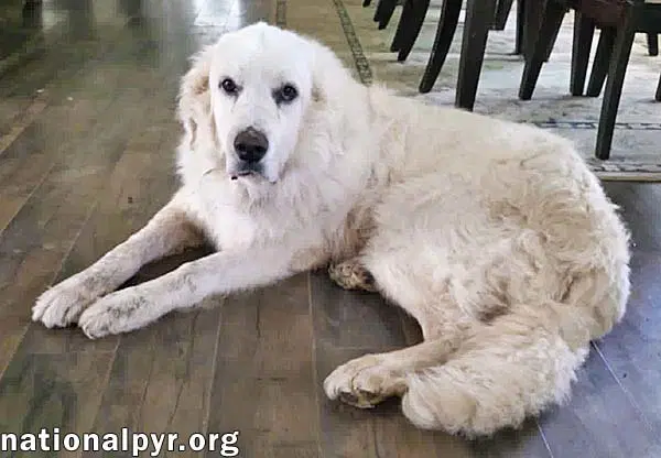 James In Al - Gives Boops For Attention image 3