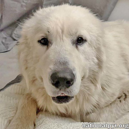 Lenny in MD - Gentle & Easy-going!