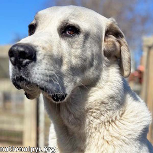 Blizzard in GA - Sweet, With Wonderful Manners! Image