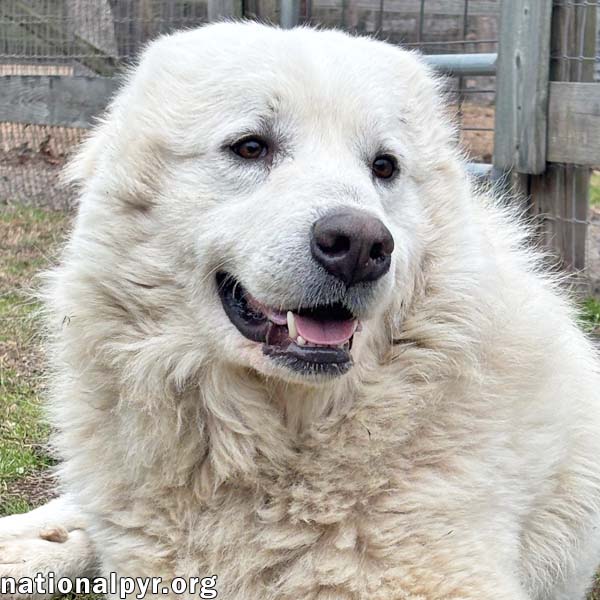 Snowflake in GA - Loves Snuggles & Popcorn! Image