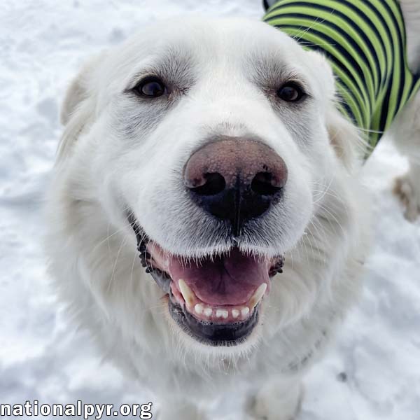 Molly in OH - Loves To Play In The Snow! Image
