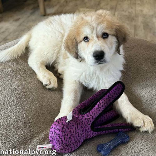 Sally in MD - Playtime Ringleader!