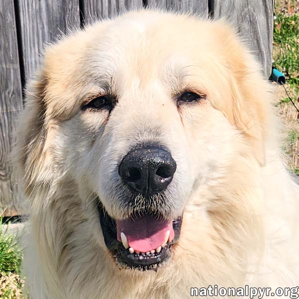 Cooper in KY - Smart, Sweet & Seriously Charming!