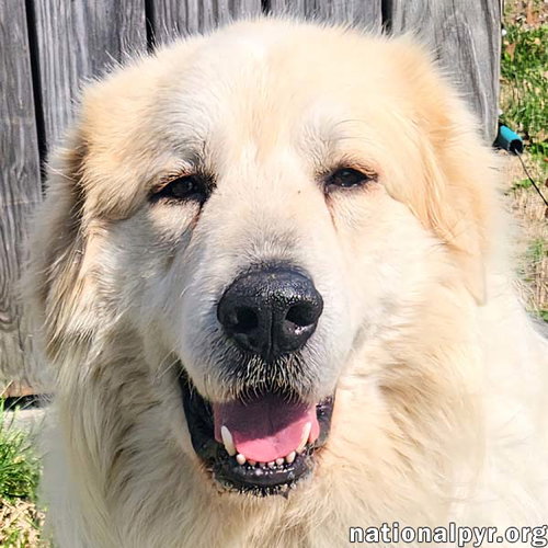 Cooper in KY - Smart, Sweet & Seriously Charming!