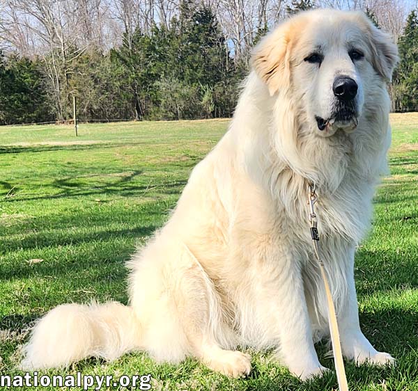 Cooper in KY - Smart, Sweet & Seriously Charming!